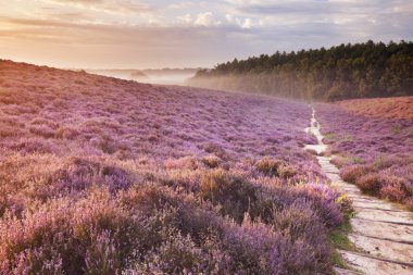 Çiçek açan heather gündoğumu, Posbank, Netherlan, yol