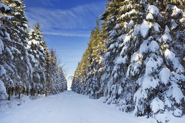 Sendero a través de un hermoso bosque de invierno en un día claro — Foto de Stock