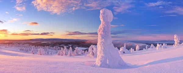 Puesta de sol sobre árboles congelados en una montaña, Levi, Laponia finlandesa —  Fotos de Stock