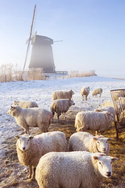 Ovelhas na frente do moinho de vento holandês em uma manhã de inverno — Fotografia de Stock