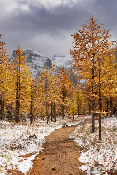 Alerces en otoño después de la primera nieve, Banff NP, Canadá —  Fotos de Stock