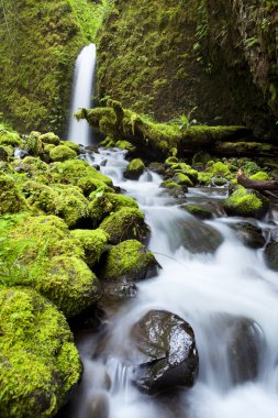 Yemyeşil yağmur ormanlarında, Columbia River Gorge, Orego uzak şelale