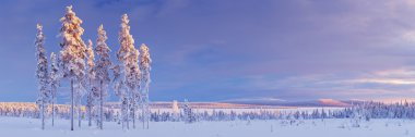 Fin Lapland karlı manzarada batımında kışın