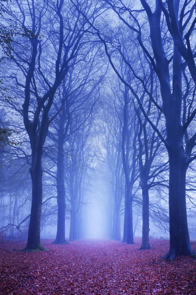 Percorso in una foresta buia e nebbiosa nei Paesi Bassi — Foto Stock