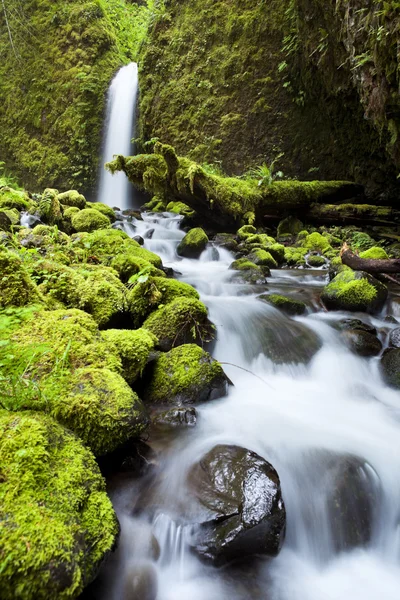 Cascada remota en la exuberante selva tropical, desfiladero del río Columbia, Orego — Foto de Stock
