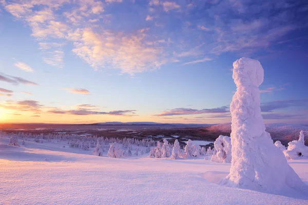 Sonnenuntergang über gefrorenen Bäumen auf einem Berg, levi, finnisch Lappland — Stockfoto
