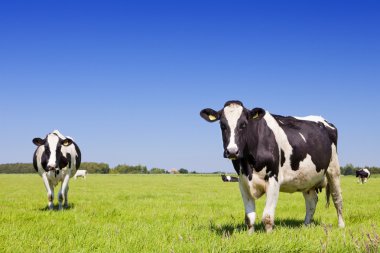 Cows in a fresh grassy field on a clear day clipart