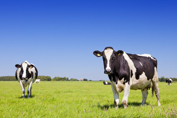 Cows in a fresh grassy field on a clear day