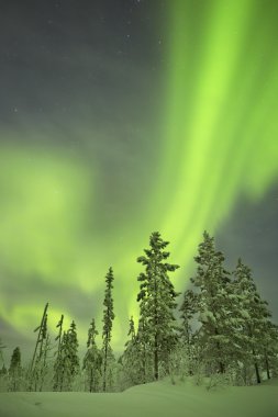 Aurora borealis over snowy trees in winter, Finnish Lapland clipart