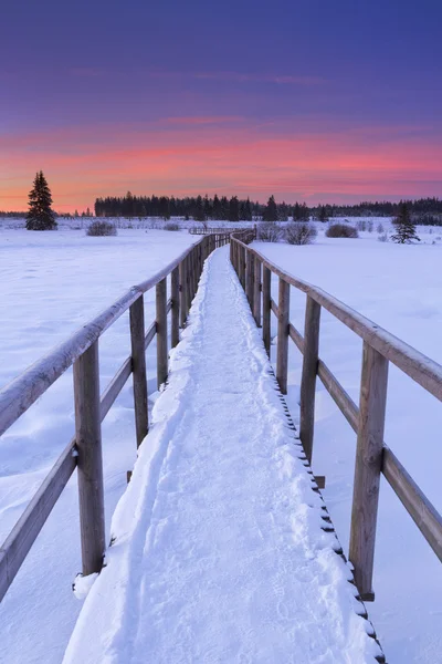 Boardwalk Hautes Fagnes, Belçika gündoğumu, kışın — Stok fotoğraf