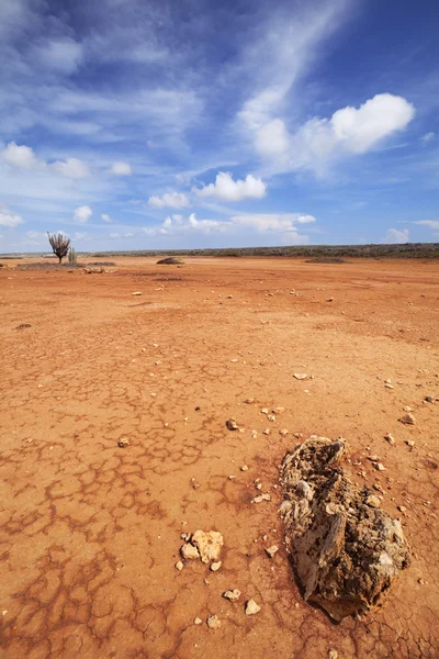 Desert landscape on the Hato Plain, Curacao, Netherlands Antill — Stock Photo, Image