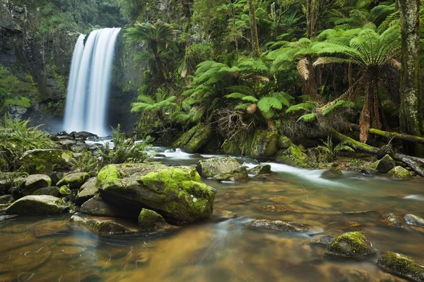 Rainforest vattenfall, Hopetoun Falls, stora Otway Np, Victoria, — Stockfoto