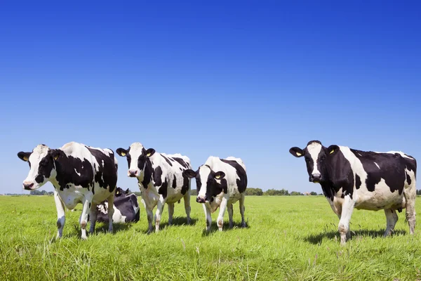 Mucche in un campo erboso fresco in una giornata limpida — Foto Stock