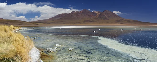 Pustynia Canapa jezioro Laguna, Altiplano w Boliwii, w słoneczny dzień — Zdjęcie stockowe