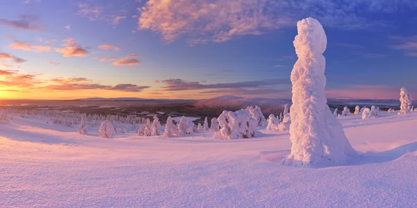 Puesta de sol sobre árboles congelados en una montaña, Levi, Laponia finlandesa — Foto de Stock