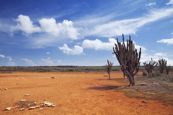 Paisaje del desierto en la llanura de Hato, Curazao, Antillas Neerlandesas — Foto de Stock