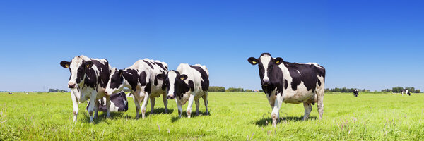 Cows in a fresh grassy field on a clear day