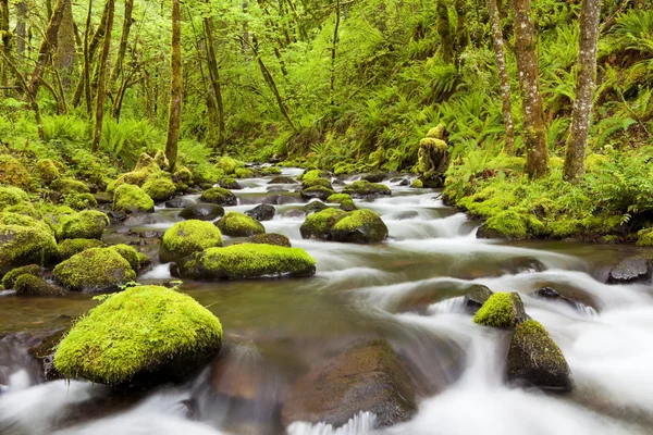 Gorton Creek genom grönskande regnskog, Columbia River Gorge, Oreg — Stockfoto
