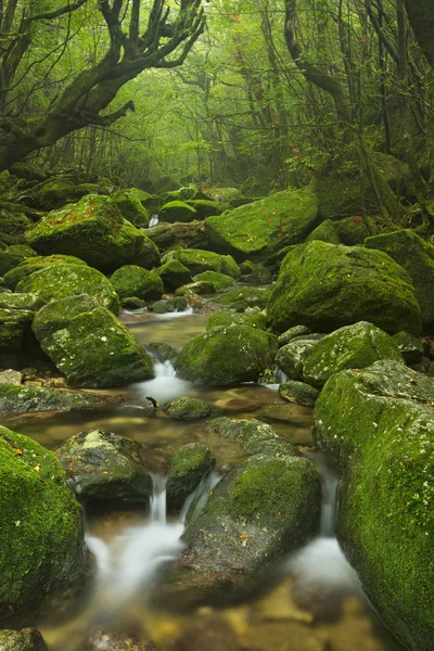 River along Shiratani Unsuikyo rainforest trail on Yakushima Isl — Stockfoto