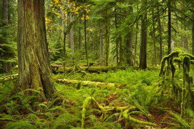 Katedral Grove, Vancouver Adası, Kanada yemyeşil yağmur ormanları