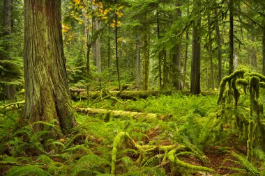 Lush rainforest in Cathedral Grove, Vancouver Island, Canada clipart