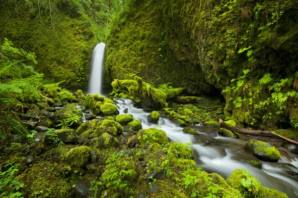 Cascada remota en la exuberante selva tropical, desfiladero del río Columbia, Orego — Foto de Stock
