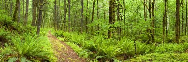 Caminho através da exuberante floresta tropical, Columbia River Gorge, Oregon, EUA — Fotografia de Stock