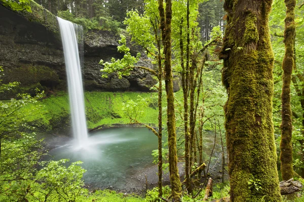 South Falls in the Silver Falls State Park, Oregon, USA — Stock Photo, Image