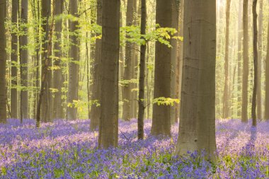 Bluebell orman, Hallerbos Belçika sabah güneş ışığı altında çiçeklenme