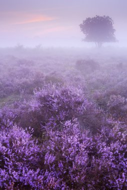 Hilversum, Hollanda şafakta yakınındaki çiçek açan heather üzerine sis