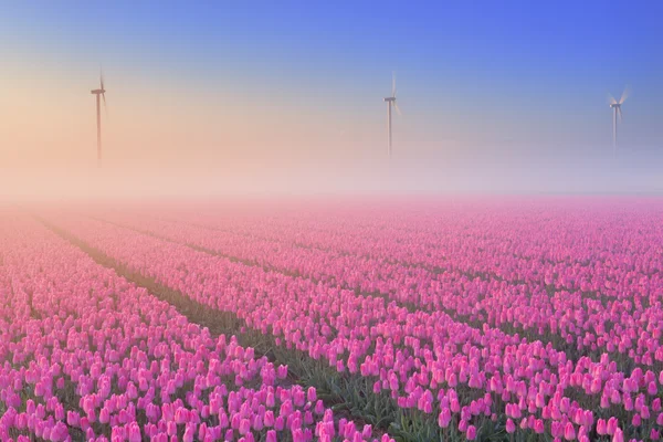 Tidig morgon solljus och dimma över blommande tulpaner, The Netherl — Stockfoto