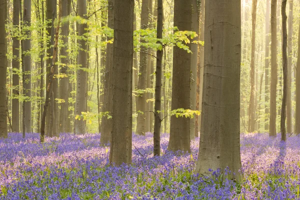 Blommande blåklocka skog av Hallerbos i Belgien i morgon solljus — Stockfoto