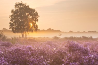 Hilversum, Hollanda, güneş yakınındaki çiçek açan heather üzerine sis