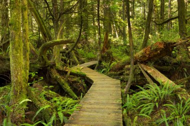 Boardwalk yemyeşil yağmur ormanları, Pasifik Kıyısı Np, Vancouver Isl aracılığıyla