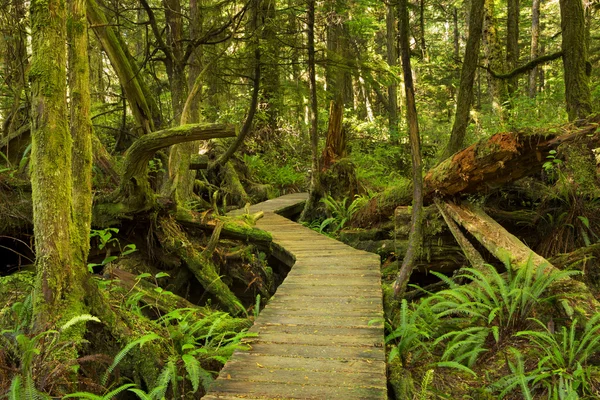 Boardwalk genom grönskande regnskog, Pacific Rim Np, Vancouver Isl — Stockfoto