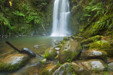 Yağmur ormanları şelaleler, Beauchamp Falls, büyük Otway Np, Victoria, Avustralya
