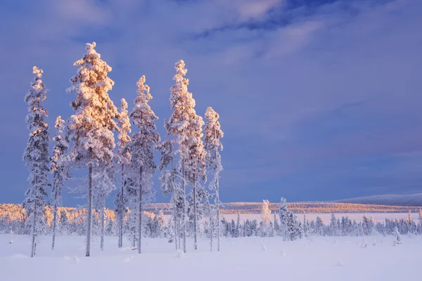 Paisaje nevado en Laponia finlandesa en invierno al atardecer — Foto de Stock