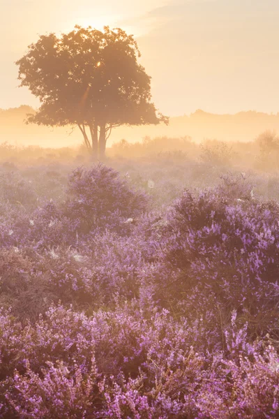 Mlha nad kvetoucí heather poblíž Hilversum, Nizozemsko při východu slunce — Stock fotografie