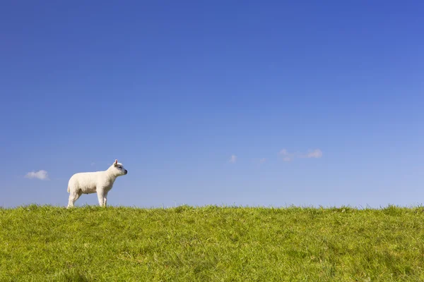 荷兰特塞尔岛，岛上的特克塞尔羊 — 图库照片