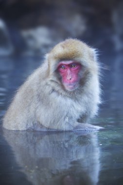 Japonca kaplıca Jigokudani Park yıkanan maymun kar