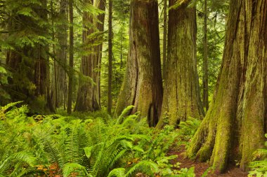 Katedral Grove, Vancouver Adası, Kanada yemyeşil yağmur ormanları