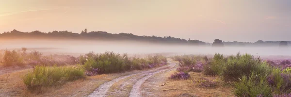 Cesta přes kvetoucí heather a mlhu, slunce, Hilversum, N — Stock fotografie