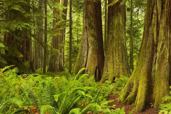 Üppiger Regenwald im Kathedralenhain, Vancouver Island, Kanada — Stockfoto