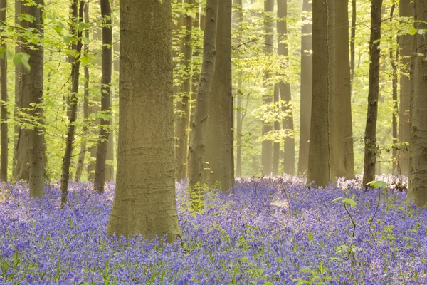 Fioritura foresta di BlueBell di Hallerbos in Belgio alla luce del sole del mattino — Foto Stock