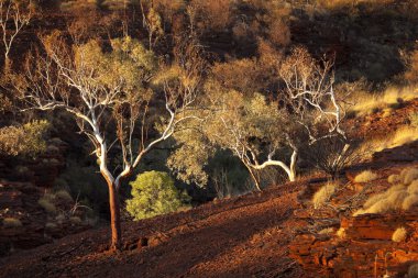 Güneş ışığı, Karijini Milli Parkı, Batı Avustralya akşam yapılan okaliptüs ağaçları