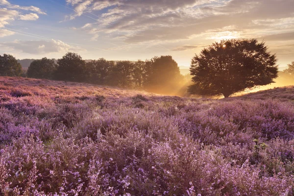 Brezo floreciente al amanecer, Posbank, Países Bajos — Foto de Stock