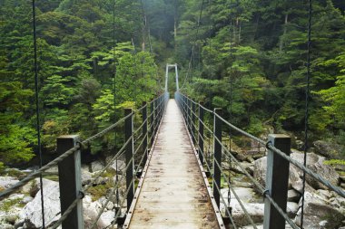 Yağmur ormanları köprüsü üzerinde Yakusugi karada Yakushima Island, Japonya