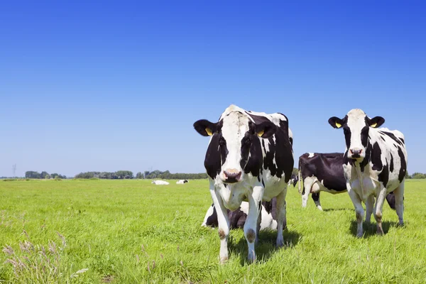 Vacas em um campo gramado fresco em um dia claro — Fotografia de Stock