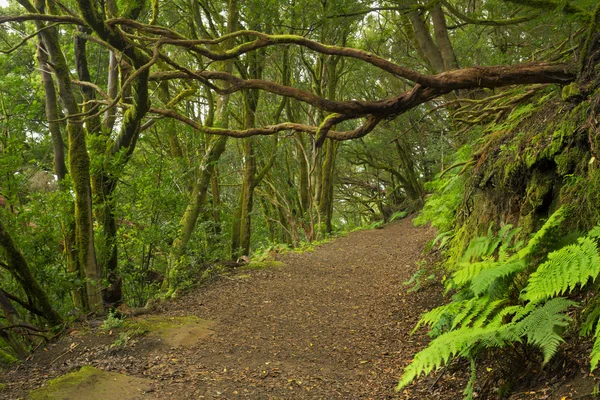 Grönskande laurel skog på Teneriffa, Kanarieöarna, Spanien — Stockfoto