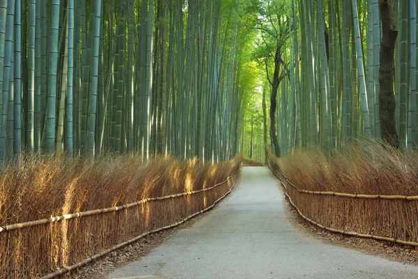 Ścieżką przez las bambusowy Arashiyama w pobliżu Kioto, Japonia — Zdjęcie stockowe